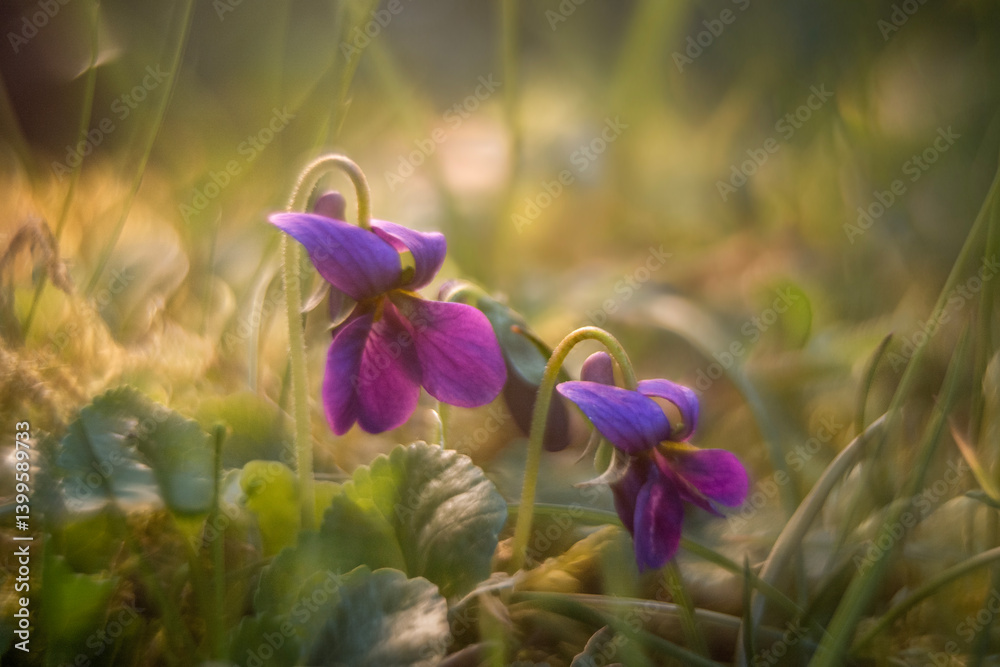 Spring flowers in macro photos.