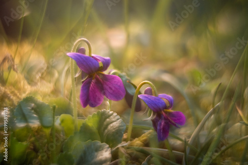 Obraz na płótnie Spring flowers in macro photos. w salonie