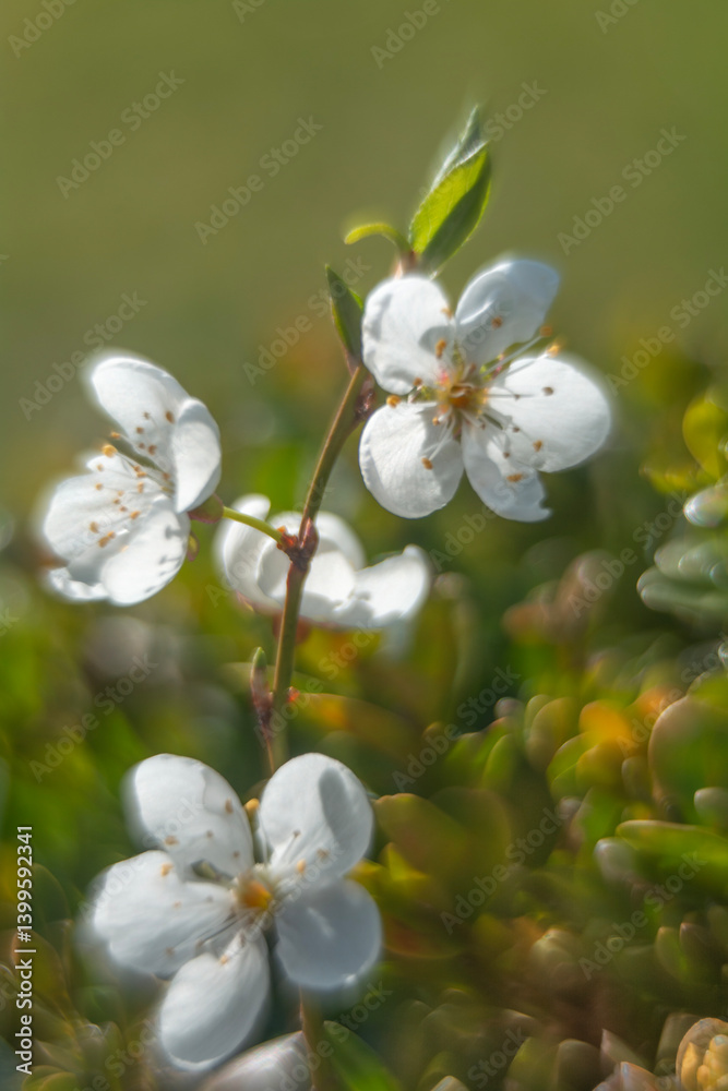 Spring flowers in macro photos.