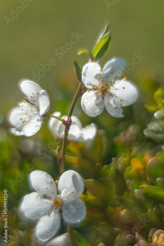 Obraz na płótnie Spring flowers in macro photos. w salonie