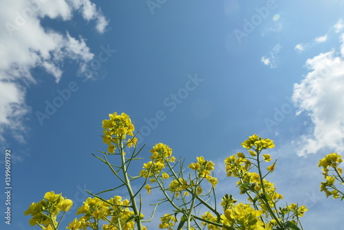菜の花
