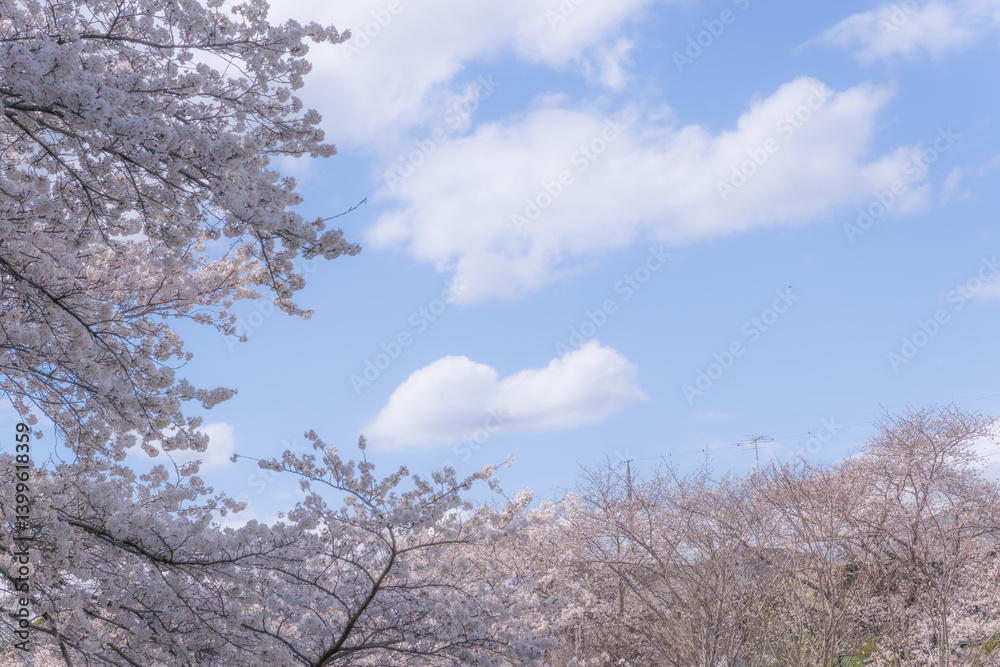 Fototapeta premium 春の青空