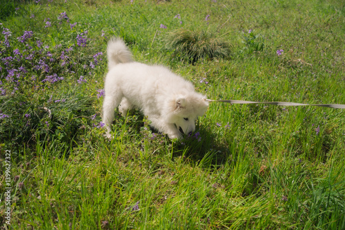 叢の犬