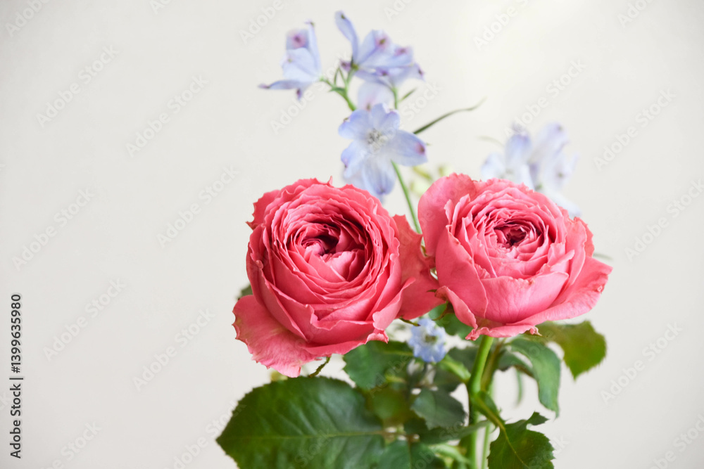 薔薇とデルフィニウム 薔薇とデルフィニウム