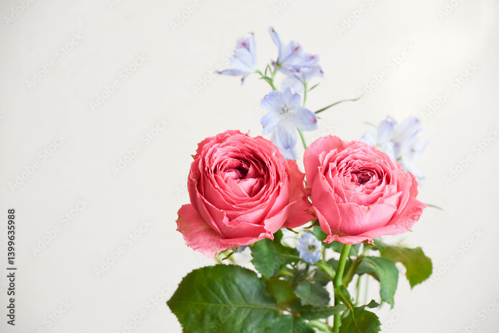 薔薇とデルフィニウム 薔薇とデルフィニウム