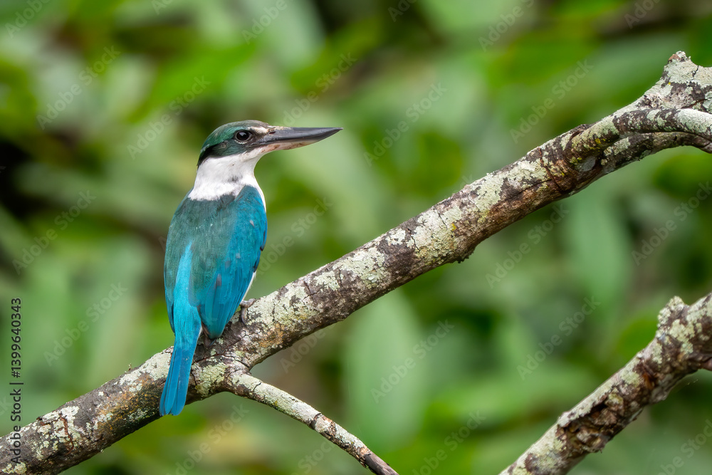 Obraz premium Collared Kingfisher - Todiramphus chloris, beautiful blue and white kingfisher from Southeast Asian lakes, rivers and mangrove forests, Singapore.