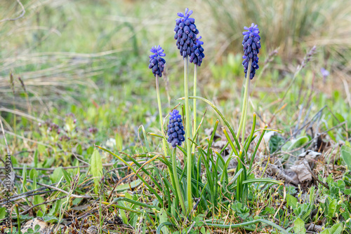 Muscari neglectum. Nazarenes, Hyacinths, plant with dark blue inflorescences.