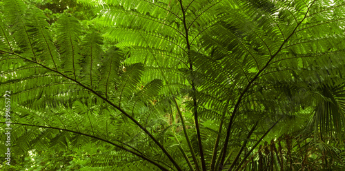 Grosses Farngewächs im Regenwald