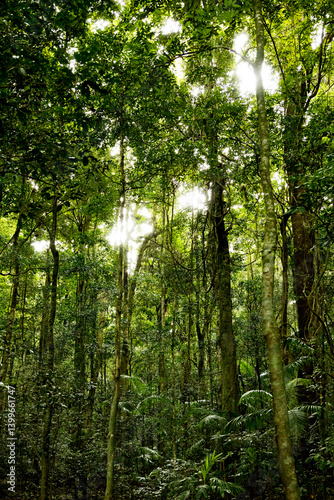 Regewald Pfad im Hinterland  von Sunshine Coast, Australien