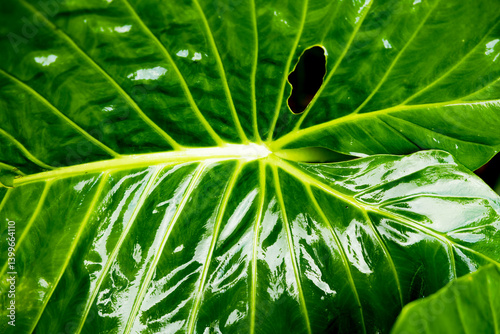 Grünes Nassen Blatt im Regenwald