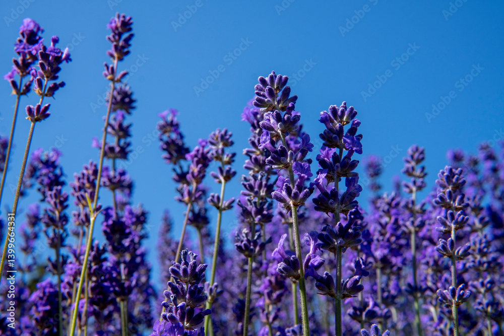 Naklejka premium Lavender field. Lavender flowers on the blue sky background