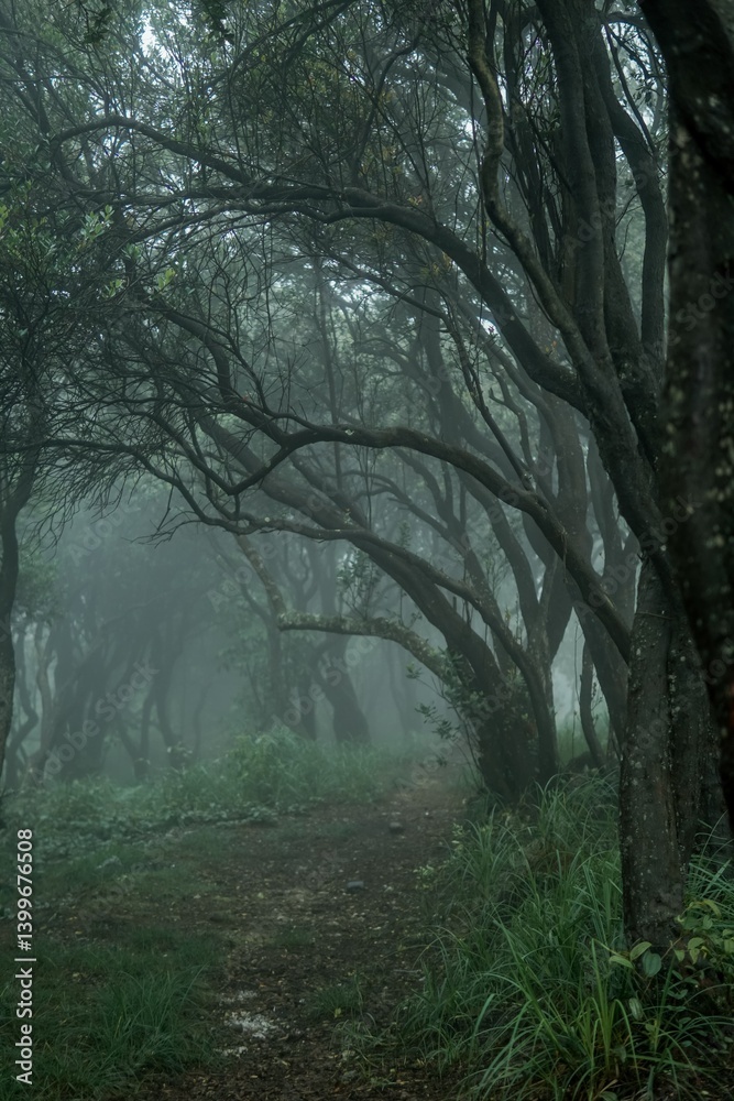 Obraz premium Mysterious Path Through the Misty Forest