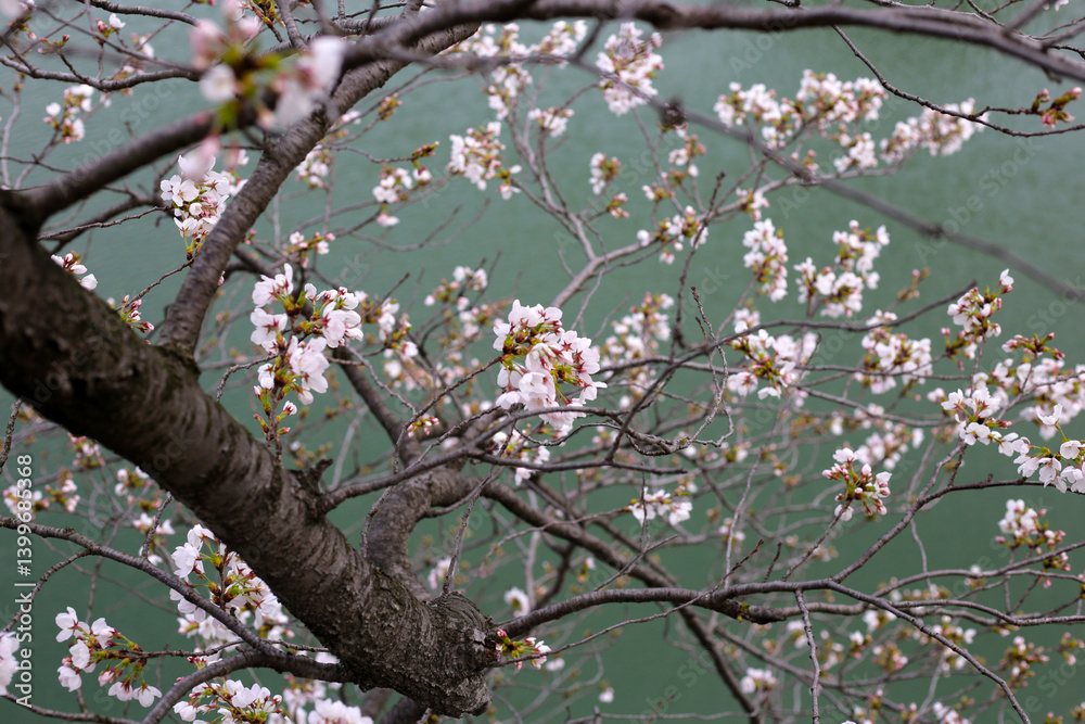 Obraz premium Cherry blossoms in full bloom, water surface background
