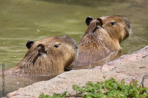 Two capybaras swimming in a calm pond