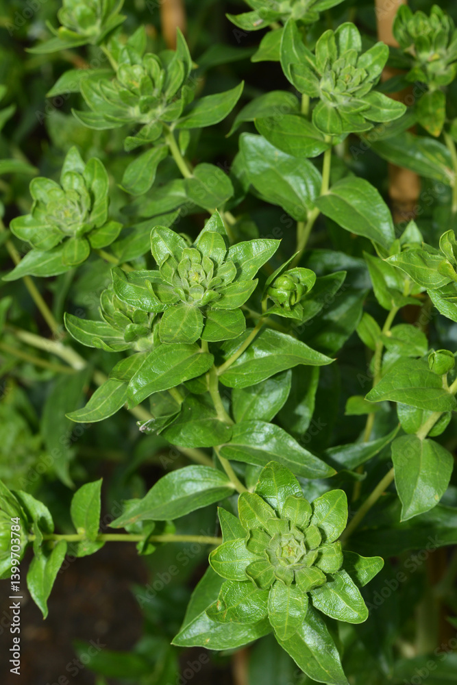 Färberdistel, Carthamus tinctorius L. Färberdistel, Carthamus tinctorius L.