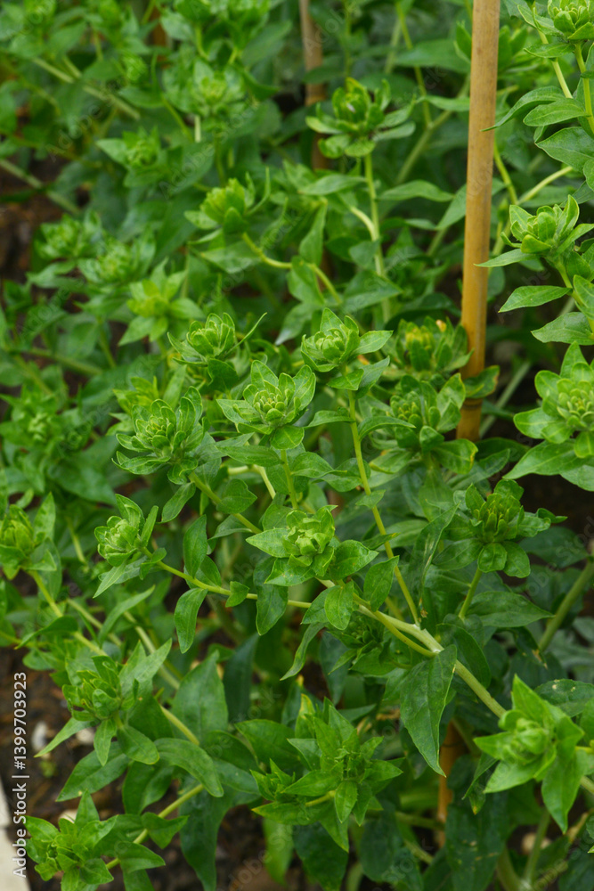Färberdistel, Carthamus tinctorius L. Färberdistel, Carthamus tinctorius L.