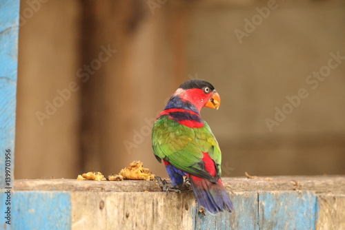 Black-capped lory (Lorius lory salvadorii) also known as western black-capped lory or the tricolored lory, is a parrot found in New Guinea and adjacent smaller islands.