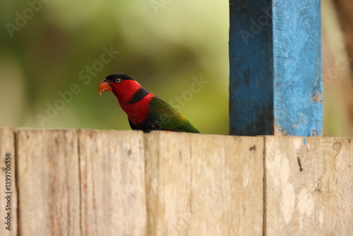 Black-capped lory (Lorius lory salvadorii) also known as western black-capped lory or the tricolored lory, is a parrot found in New Guinea and adjacent smaller islands.