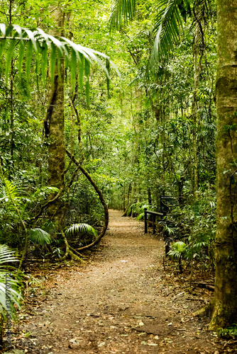 Regewald Pfad im Hinterland  von Sunshine Coast, Australien