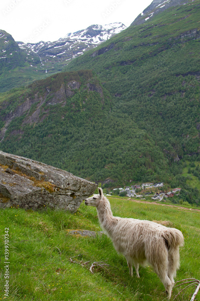 llama in the mountains.