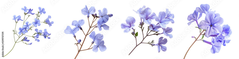 Obraz premium Set of a purple jacaranda flower, isolated on a transparent background.