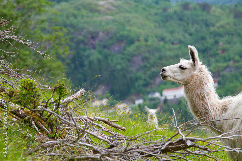 llama in the mountains.