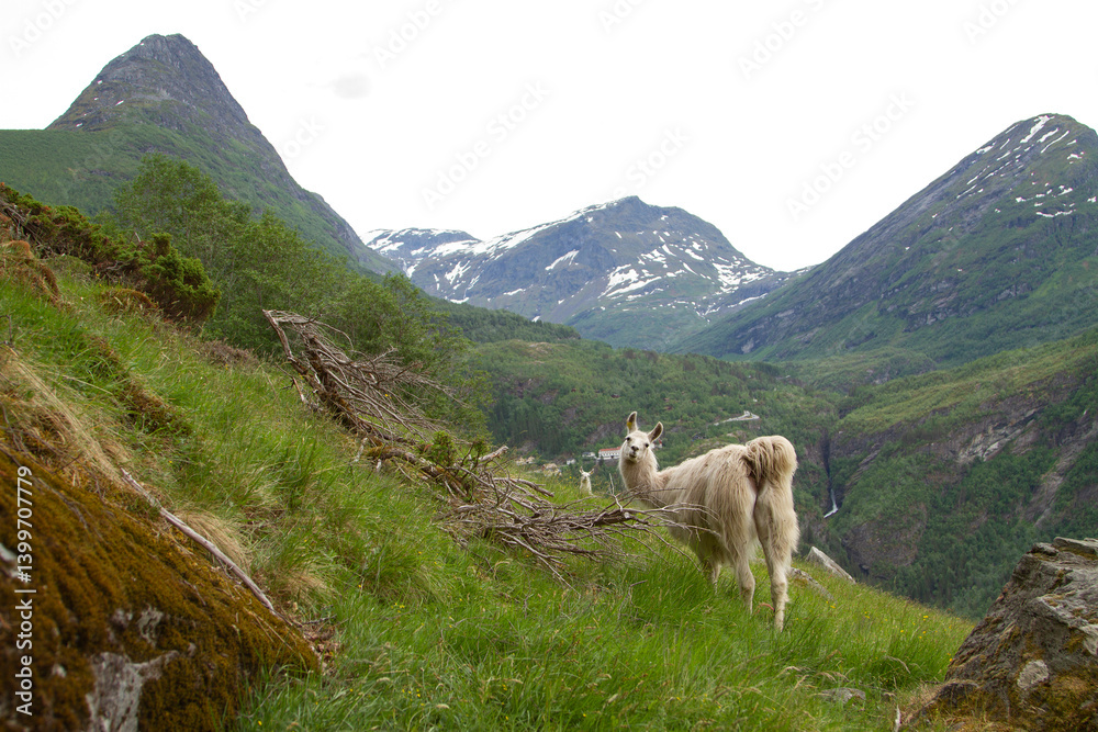 llama in the mountains.