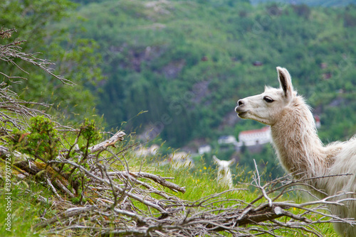 Obraz na płótnie llama in the mountains. w salonie