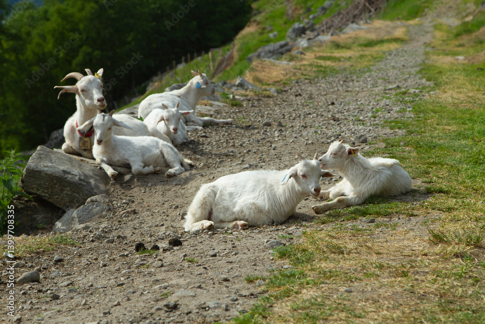 white goats in the mountains.