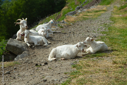 Obraz na płótnie white goats in the mountains. w salonie