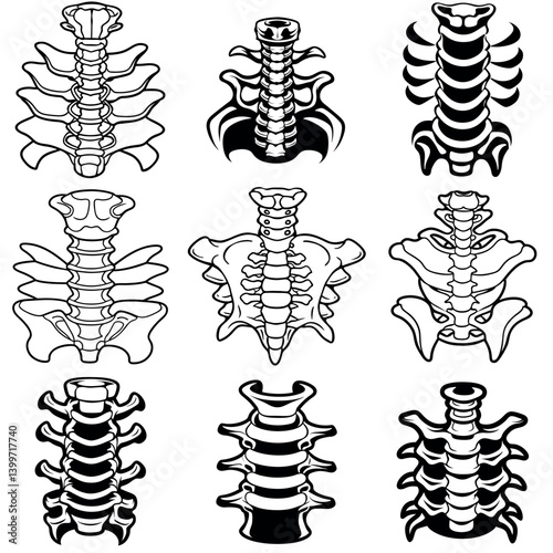 Collection of Nine Detailed Illustrations vector illustration of the Human Spine Vertebrae Anatomy