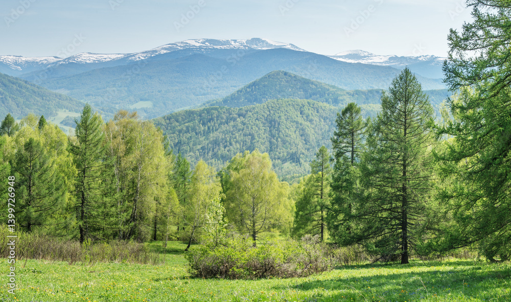 Fototapeta premium Spring green of forests and meadows, rural landscape, a sunny day