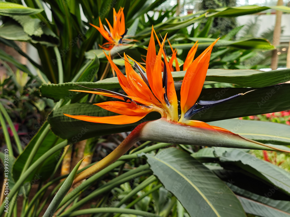 a colorful crane flower blossoms like a bird in the garden a colorful crane flower blossoms like a bird in the garden