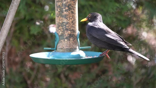 blackbird at the feed silo