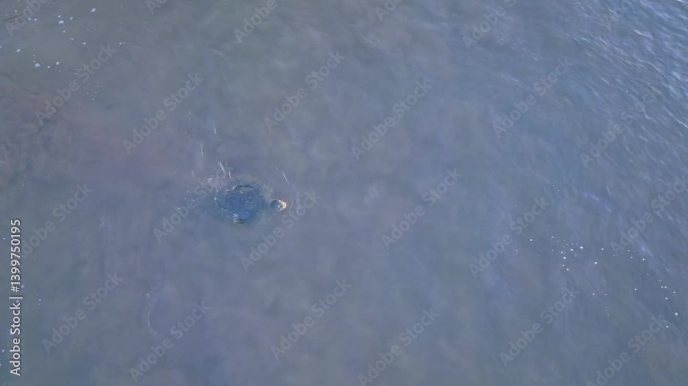 Comoros - Moheli - Bouelamanga - Itsamia- turtle lin the water leaving the beach