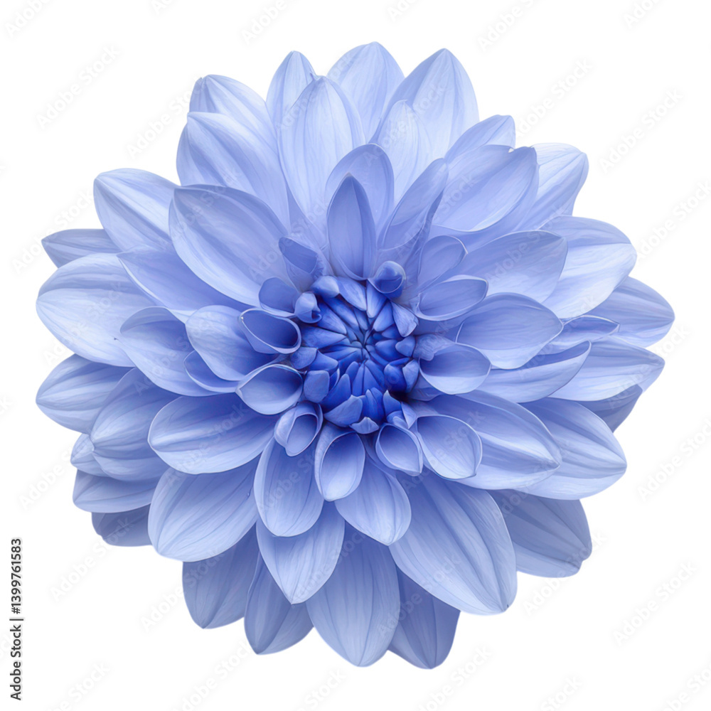 Obraz premium A stunning blue flower with layered petals, radiating beauty and elegance, showcasing intricate details at its center.