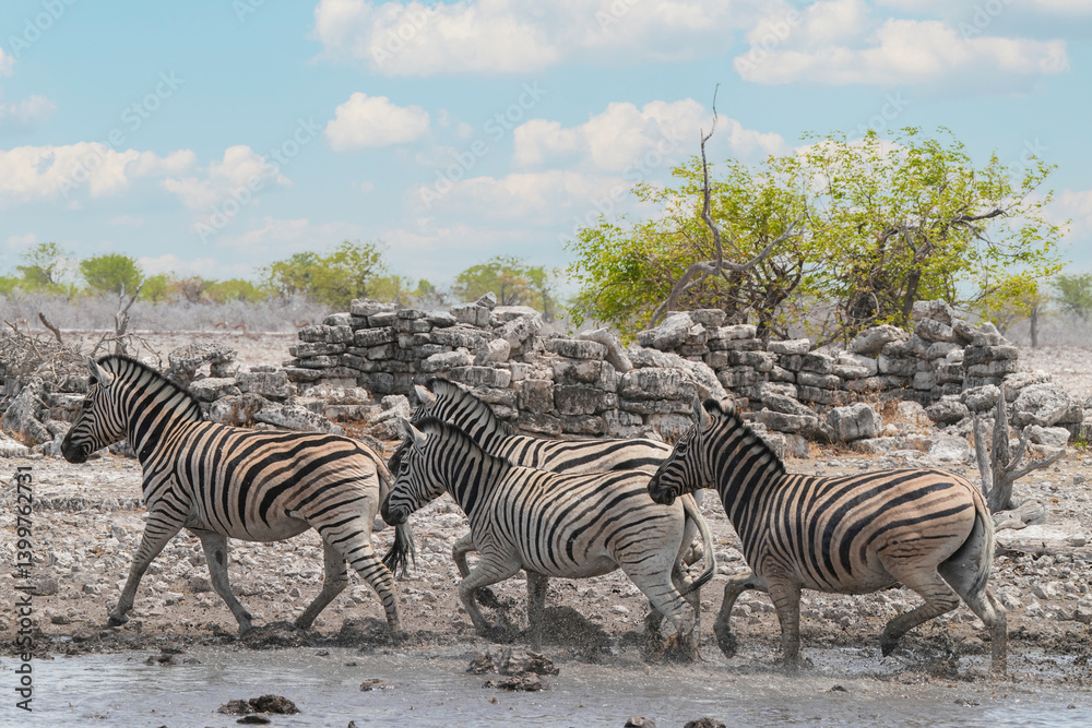 Obraz premium Steppenzebra in der Wildnis von Namibia in Bewegung