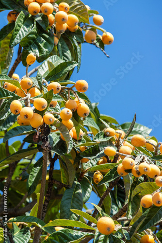 Obraz na płótnie Eriobotrya japonica tree with ripe orange fruits against blue sky. Vertical photo w salonie