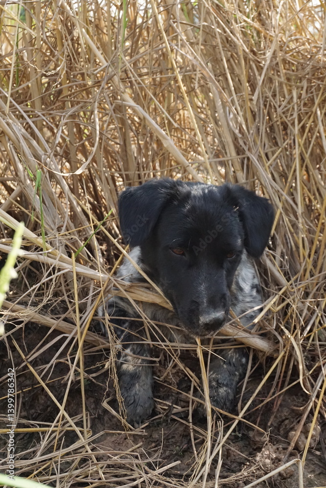 Playful puppy hiding in tall grass outdoor adventure nature close-up exploration