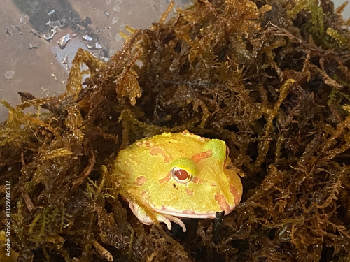 Vibrant yellow frog resting in mossy habitat nature close-up serene environment