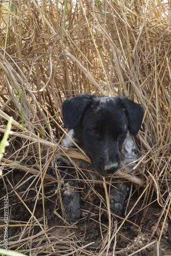 Obraz na płótnie Playful puppy hiding in tall grass outdoor adventure nature close-up exploration w salonie