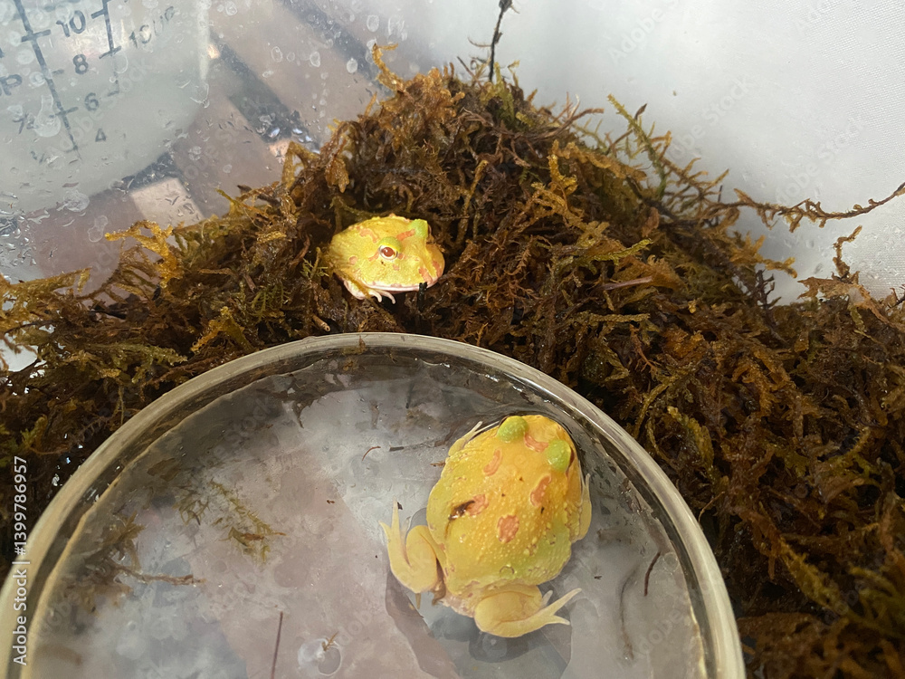 Captivating yellow frogs in natural habitat close-up photography tranquil environment