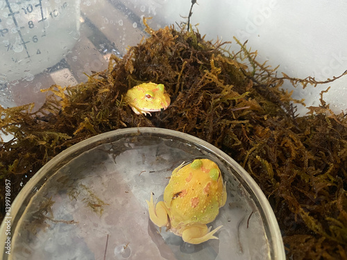 Obraz na płótnie Captivating yellow frogs in natural habitat close-up photography tranquil environment w salonie