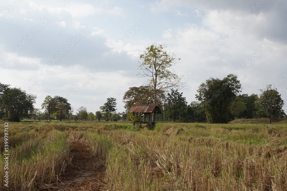 Harvest season serenity rural landscape photography tranquil environment nature viewpoint