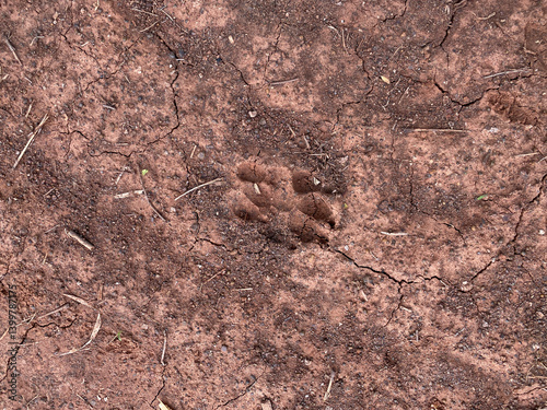 Obraz na płótnie Wild animal tracks discovered in cracked soil nature trail footprint outdoor close-up w salonie