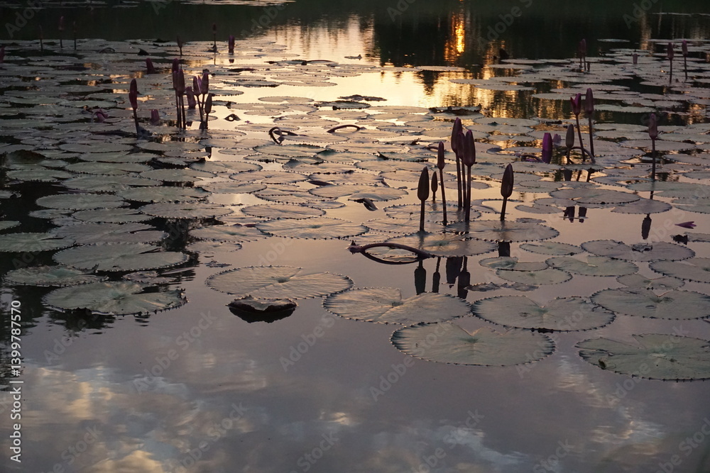 Serene water lily pond at sunset nature photography tranquil environment reflective view