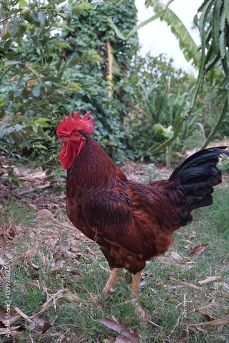 Obraz na płótnie Rooster struts through lush garden nature photography rural setting close-up view w salonie