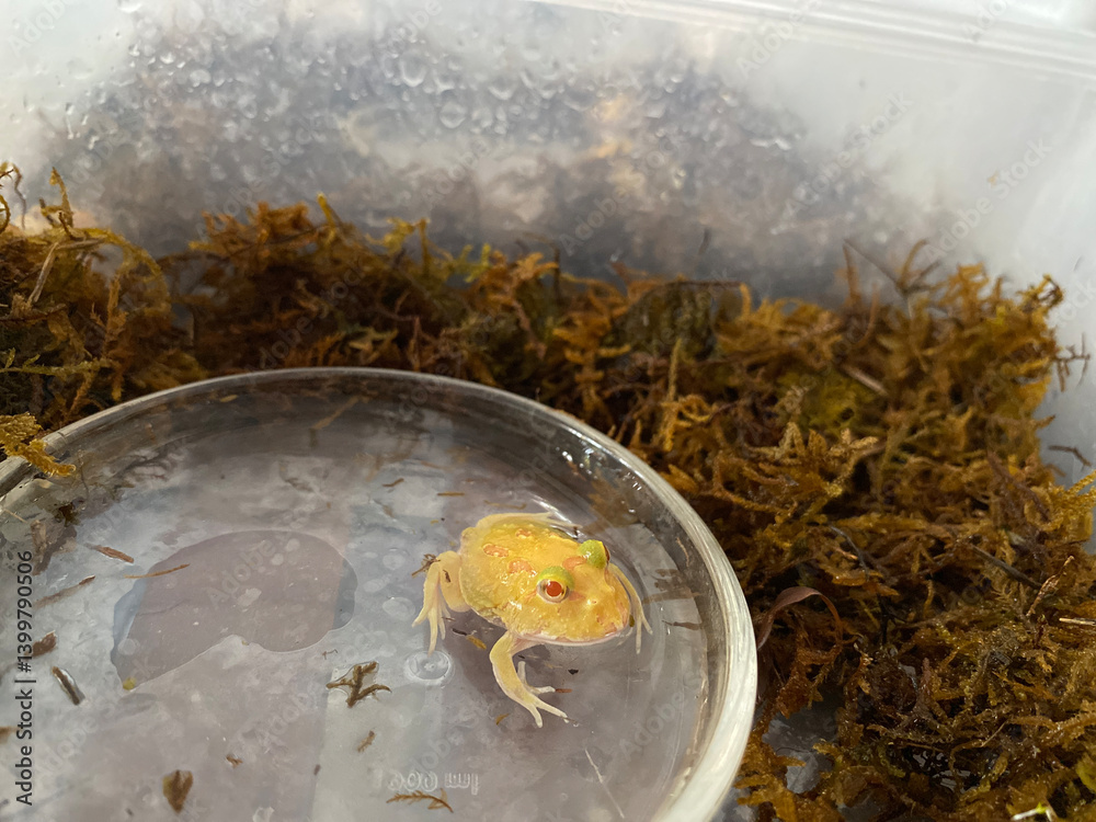 Unique habitat of curious yellow frog close-up wildlife photography at nature reserve