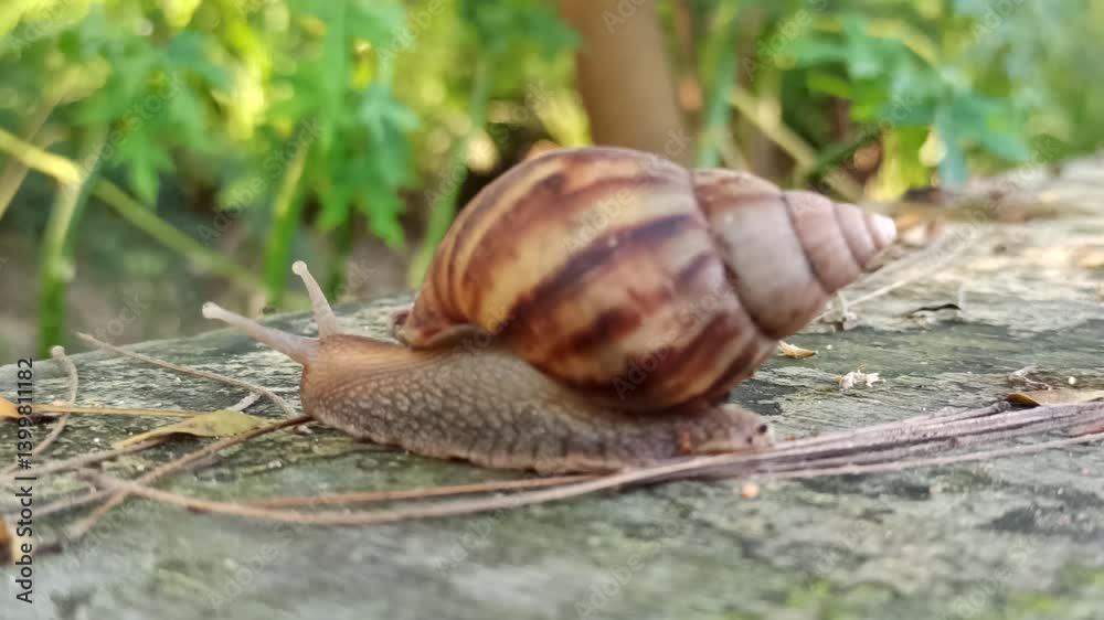 snail walking snail walking