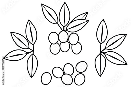 sea buckthorn line art delicate branch with fruit